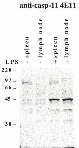 CASP4 / Caspase 4 Antibody (clone 4E11)