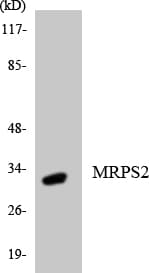 MRPS2 Antibody (aa219-268)