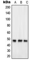 GPR83 Antibody (C-Terminus)