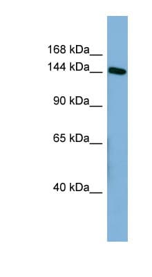 HDLBP / Vigilin Antibody (aa1079-1128)