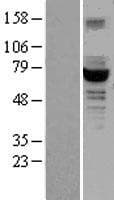 GCKR Protein (Over-Expression Lysate Myc-DDK (Flag))