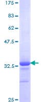 Human HOXB7 Protein (Recombinant GST, N-terminus)