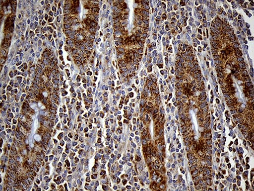 FAM54A / DUFD1 Antibody (clone OTI1A7, Carrier-free)