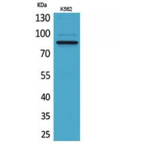 MPO / Myeloperoxidase Antibody (41-90 aa, N-terminal)
