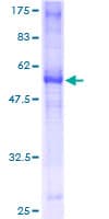 Human TNFRSF14 / CD270 / HVEM Protein (Recombinant GST)
