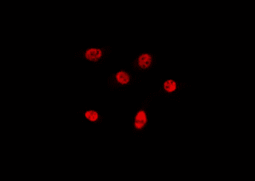 BRD4 Antibody