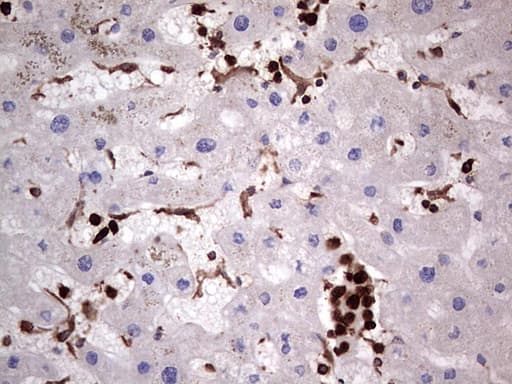 PKM2 Antibody (clone 12B9)
