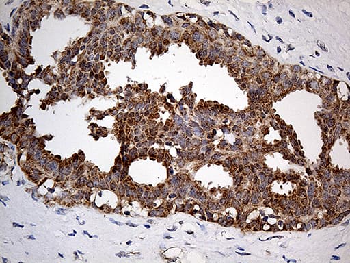 Monoclonal Mouse anti-Human COX17 Antibody (clone OTI2D7, aa2-63, IHC, WB)