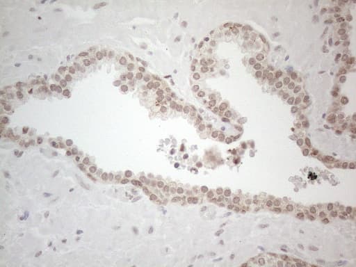 IRS1 Antibody (aa1-280, clone OTI2B10)