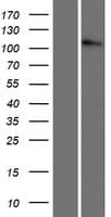 Human CTNND1 / p120 Catenin Protein (Over-Expression Lysate Myc-DDK (Flag))