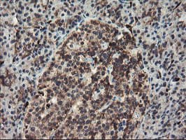 SENP2 Antibody (aa139-523, clone OTI3B12)