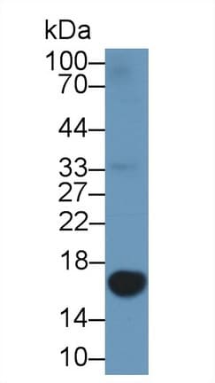LGALS1 / Galectin 1 Antibody (aa2-135, APC)