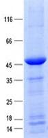 Human MRPL42 / MRPS32 Protein (Recombinant GST, N-terminus + His, C-terminus)