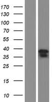 Human NSUN5P2 Protein (Over-Expression Lysate Myc-DDK (Flag))