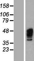 AURKA / Aurora-A Protein (Over-Expression Lysate Myc-DDK (Flag))