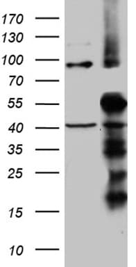 TIMM50 Antibody (aa45-353, clone OTI1E9, Carrier-free)