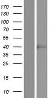 SPSB3 Protein (Over-Expression Lysate Myc-DDK (Flag))