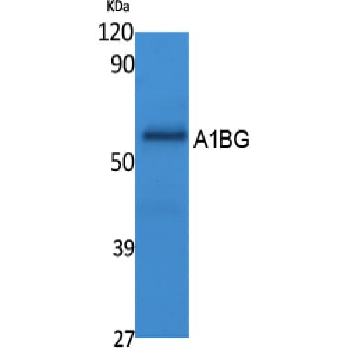 Polyclonal Rabbit anti-Human A1BG Antibody (100-180 aa, Internal, WB)