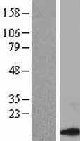 CCL14 Protein (Over-Expression Lysate Myc-DDK (Flag))