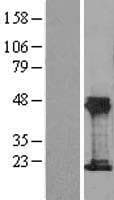 THRSP Protein (Over-Expression Lysate Myc-DDK (Flag))