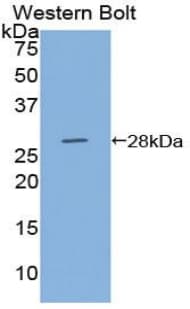 GFP Antibody (aa1-238)