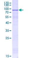 Human NT5DC2 Protein (Recombinant GST)