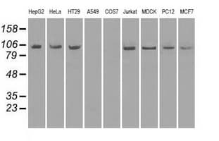 NTRK3 / TRKC Antibody (clone OTI19B8)
