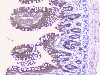 Peptide YY / PYY Antibody