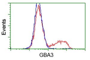 GBA3 / CBG Antibody (aa1-150, clone OTI1C7, Carrier-free)
