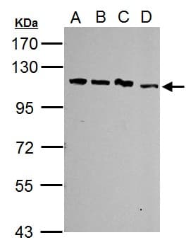 SART1 Antibody (aa137-447)
