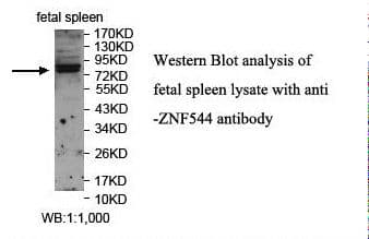 ZNF544 Antibody (aa326-622)