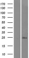 Human C9orf47 Protein (Over-Expression Lysate Myc-DDK (Flag))