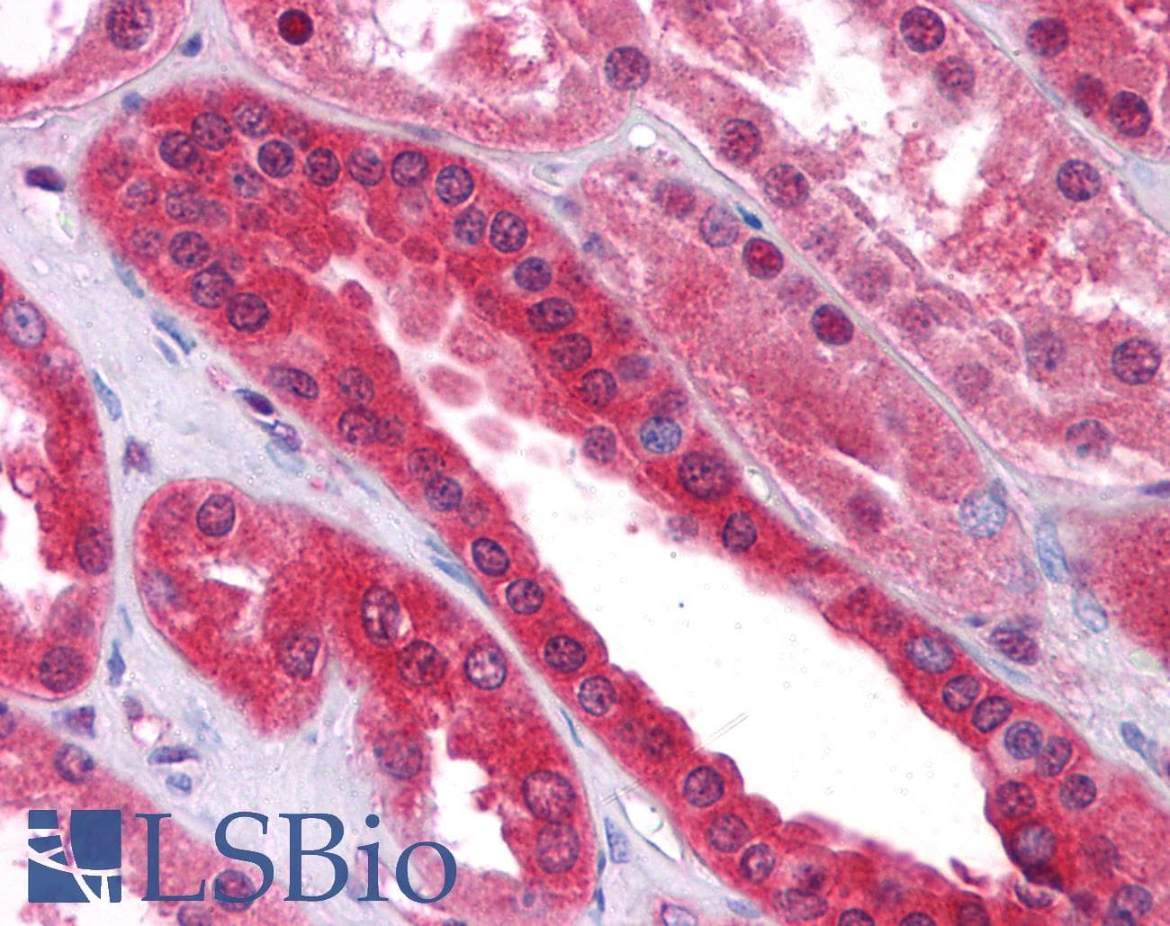 IHC-plus™ SEC16B Antibody