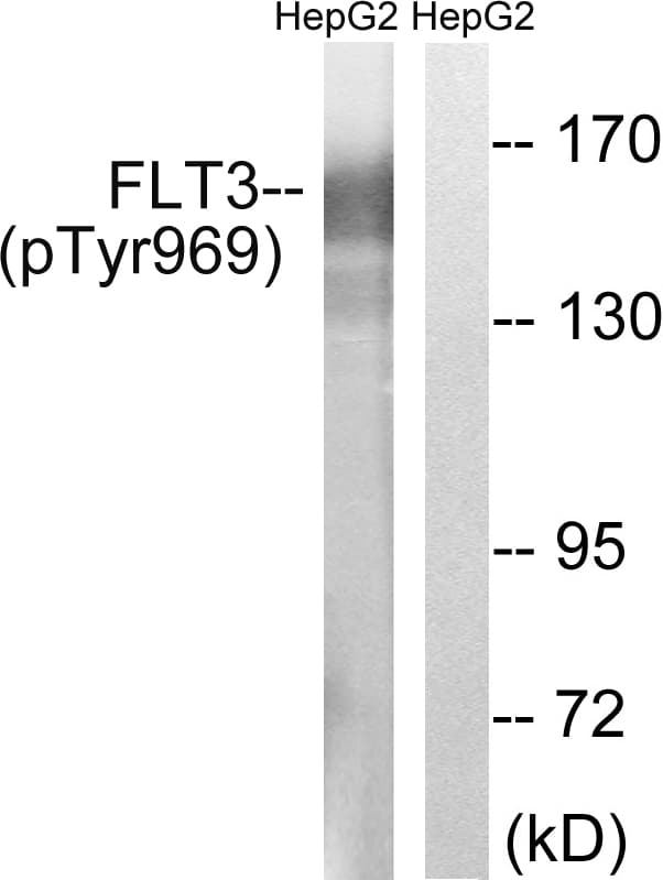 CD135 / FLT3 Antibody (phospho-Tyr969)
