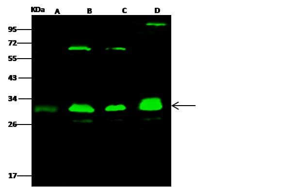 Polyclonal Rabbit anti-Human PSMA3 Antibody (Preservative Free, IF, WB)