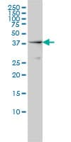 Monoclonal Mouse anti-Human NCK1 / NCK Antibody (clone 1A1, WB)