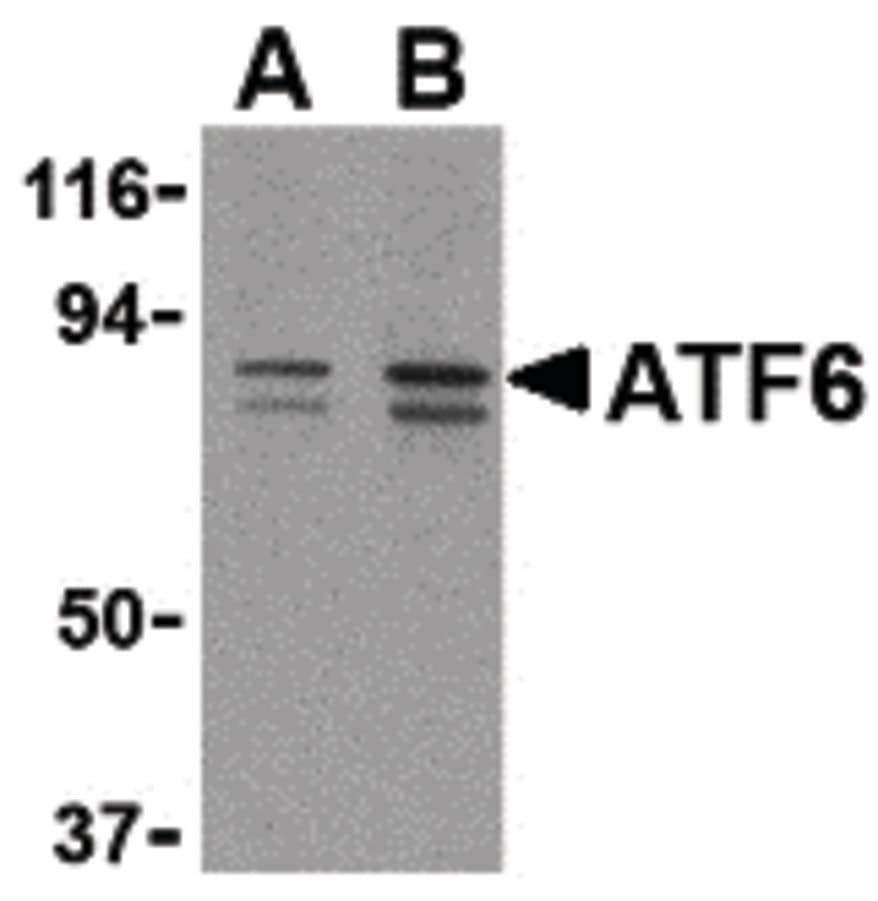 IHC-plus™ ATF6 Antibody