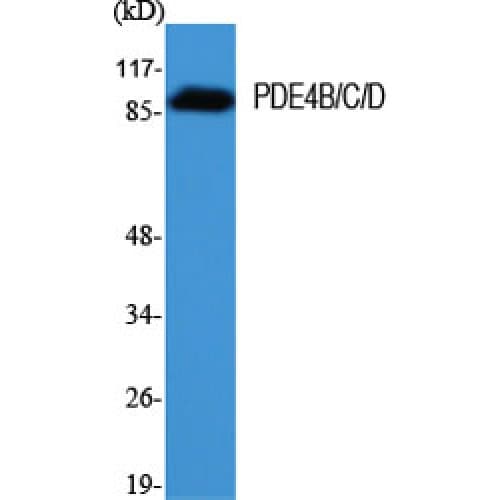 PDE4B+C+D Antibody (130-210 aa)