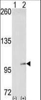 PathPlus™ EPHA4 / EPH Receptor A4 Antibody (aa40-70)