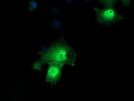 PPIL3 Antibody (clone OTI1D4)