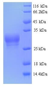 Triticum monococcum Omega-Gliadin Protein (Recombinant GST)