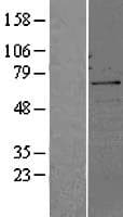 CDC25B Protein (Over-Expression Lysate Myc-DDK (Flag))