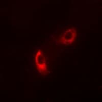 CASP9 / Caspase 9 Antibody