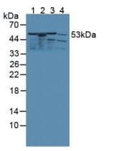 KMO Antibody (aa1-282)