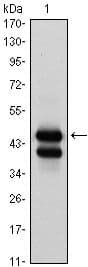 Monoclonal Mouse anti-Human GATA1 Antibody (clone 4F5, IHC, IF, WB)