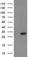 PNMT Antibody (clone OTI2D5)