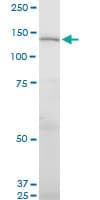 UNC13D Antibody (clone 2C7)