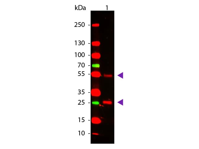 Rabbit Anti-Goat IgG Secondary Antibody
