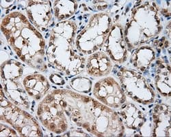 NIT2 Antibody (clone OTI6H7)