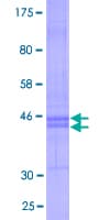 Human CMTM6 / CKLFSF6 Protein (Recombinant GST)